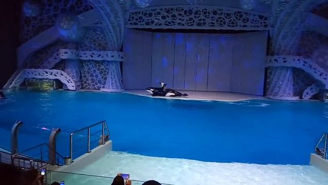 Выступление косаток. Шоу "Тайна четырех океанов" смотреть онлайн