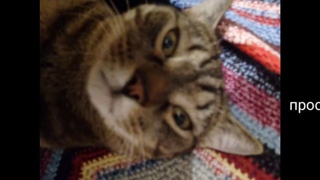 обычный кот 5 + интро смотреть онлайн