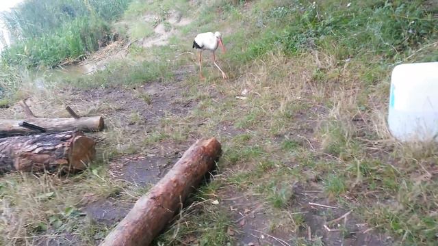 Краєвиди річки збруч. Макарівське водосховище смотреть онлайн
