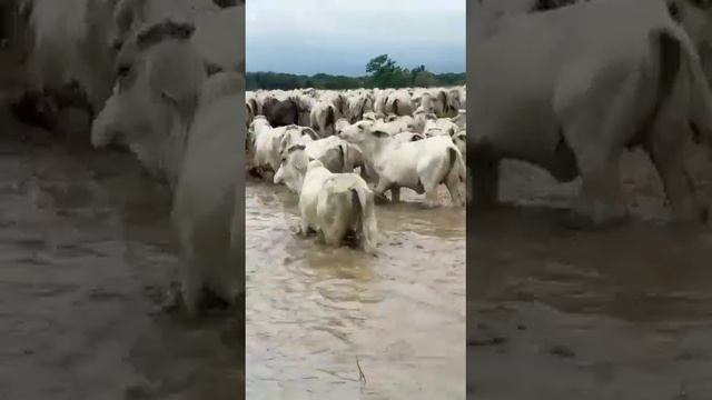 montañas,lomas y savanas de mi inmenso llano смотреть онлайн