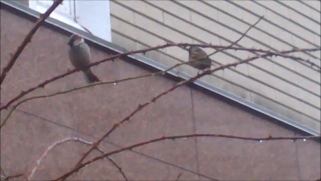 голос воробья (sparrow Voice)