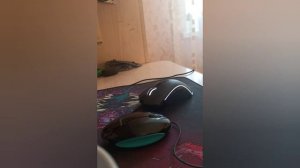 ЧТО ДЕЛАТЬ ЕСЛИ МЫШКА НЕ ДРАГ КЛИКАЕТ