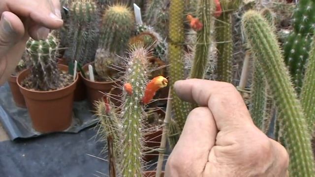 cleistocactus flowers смотреть онлайн