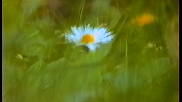 Panasonic NV-M7 VHS Camcorder - Daffodils смотреть онлайн