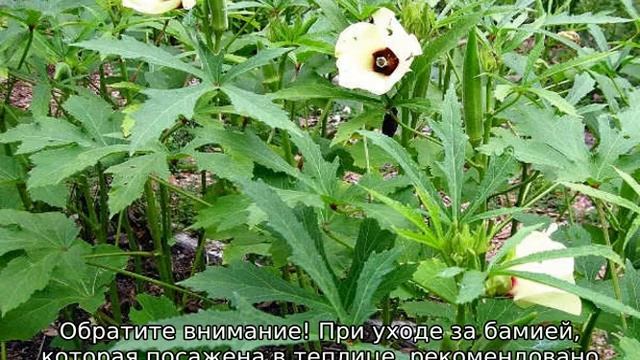 Бамия — выращивание из семян смотреть онлайн