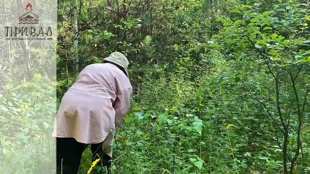 Топ 6 грибных мест рядом с Благовещенском смотреть онлайн