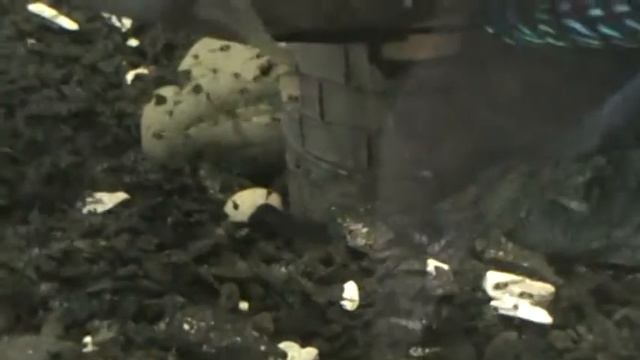 Цихлазома "пчелка"(восьмиполосая) смотреть онлайн