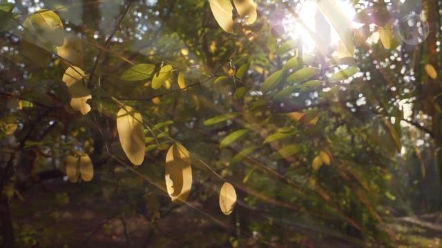 Night calm | Relax | Солнечные дни | Утро в лесу | Расслабляющая музыка для медитации, сна и учебы смотреть онлайн