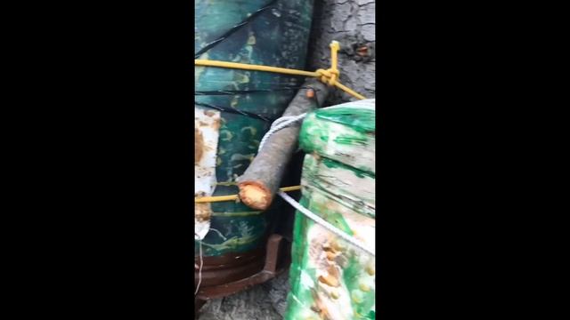 2 часть.03 мая 2020 г. Первый рой 2020 зашло 3 роя, в ловушки. Праздник для души