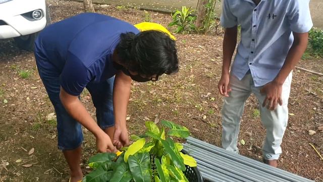 ไม้มิตรภาพ บอนสีสร้างตัว ไม้ด่างสร้งชีวิต คิดต่างจากแนวทางเดิมๆ : หลงไม้ใบ EP.83 смотреть онлайн