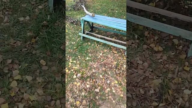 строем новую комнату у штаба смотреть онлайн