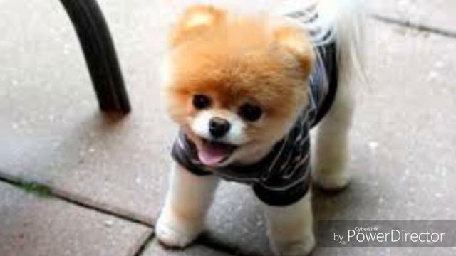 Лучшие фото собак смотреть онлайн