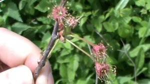 Вишня завязь опадает.Вишня завязь опадает весной.Вишня плохо плодоносит