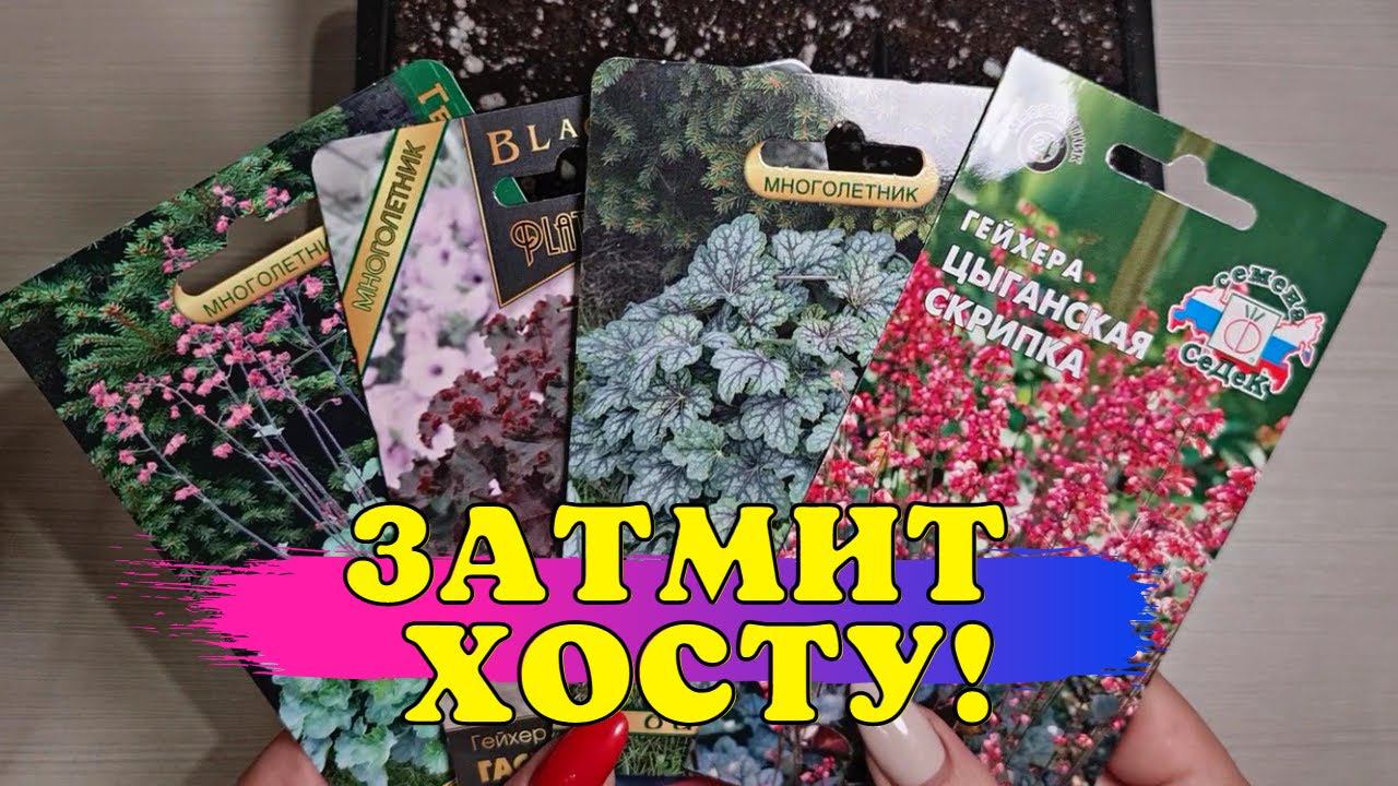 ЗАТМИТ ХОСТУ! Неприхотливый МНОГОЛЕТНИК для СОЛНЦА И ТЕНИ! Выращиваем ИЗ СЕМЯН! смотреть онлайн