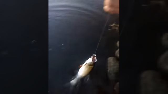 6.08.16. Река Москва. Жерех на TsuYoki Shkval 95 sp смотреть онлайн