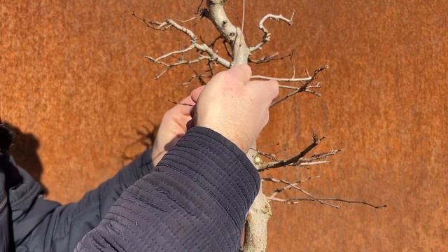 Materialbeschaffung im Bonsai-Zentrum | Kor. Hainbuche (Carpinus turczaninowii) | #050 Bonsai Style смотреть онлайн