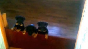 ягдтерьер щенки