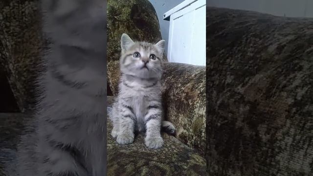 кот которому месяц котенок играет смотреть онлайн