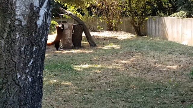 Red panda in Warsaw Zoo | Красная панда (Малая панда) в зоопарке Варшавы. смотреть онлайн