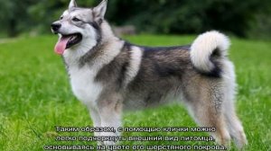 Клички для собак мальчиков лайки, а также для девочки