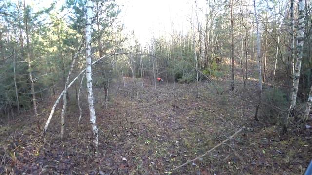 Ходовая охота с курцхааром - Закрываем сезон по вальдшнепу смотреть онлайн