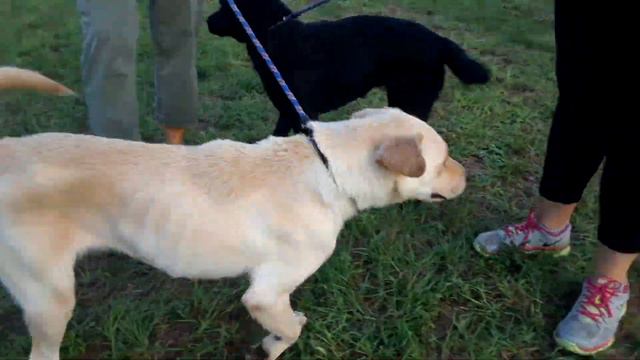 Petunia And Midnight Intro In Exercise Area 10.18.18(v1)