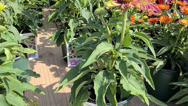 Echinacea 'GreenTwister' (Coneflower) // EYE-CATCHING, UNIQUE Vivid Pink & Pistachio-Green Flowers? смотреть онлайн