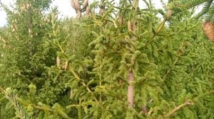 Сбор еловых шишек, как вид заработка!! Сколько можно заработать на семенных шишках??