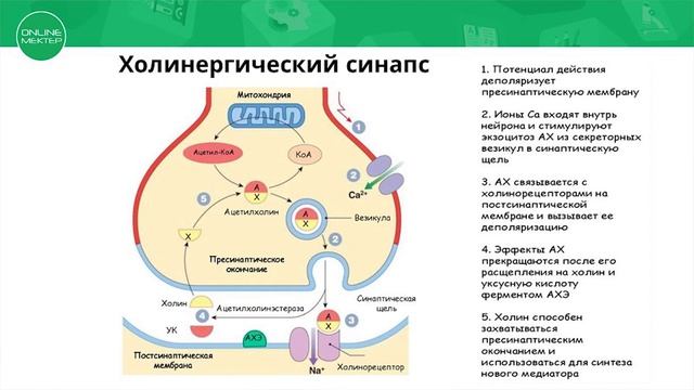 Урок биологии 10 класс Взаимосвязь строения и функции холинергического синапса смотреть онлайн
