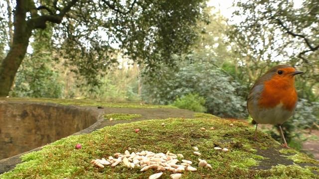 Videos for Cats to Watch : Birds and Bird Sounds on The Round Wall смотреть онлайн