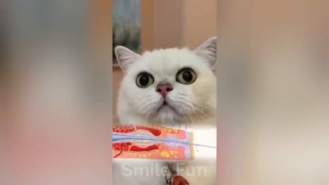 Смешные котики #92.mp4 смотреть онлайн