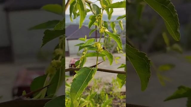 кто опыляет цветы в помощь пчелам смотреть онлайн