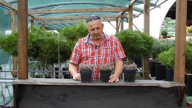 Sedum Orostachys Blue Elf