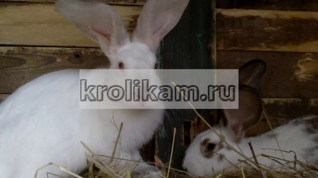 Содержание и разведение кроликов в домашних условиях - видео советы. смотреть онлайн