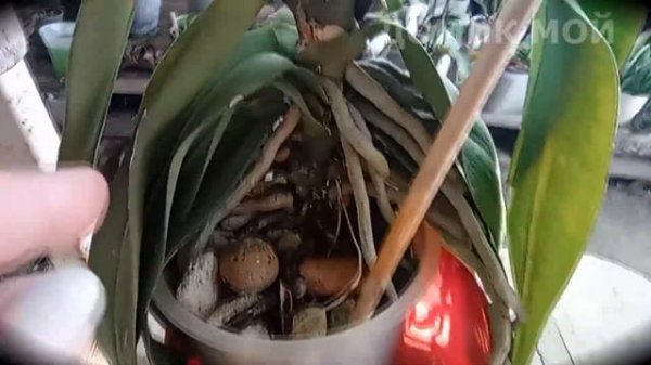 Фаленопсис бабочка Пульхеррима (Phalaenopsis pulcherrima) - описание .