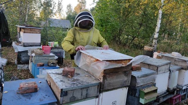 Кормлю пчёл сиропом в зиму: простые и безопасные способы для опытных и начинающих пчеловодов. смотреть онлайн