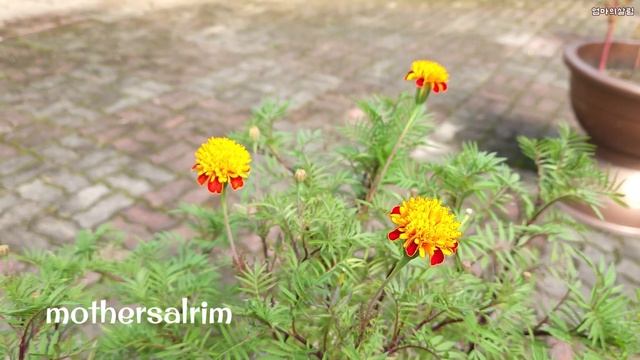 SUB)얼큰하고 칼칼한 맛있는 꽃게탕/꽃게새우탕/꽃게된장국