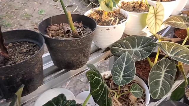 PUPUK DAUN UNTUK CALADIUM DAN ALOCASIA смотреть онлайн
