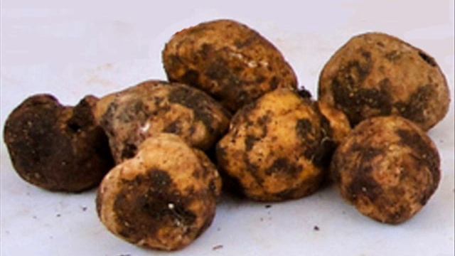 Tuber borchii смотреть онлайн
