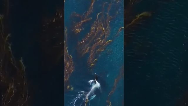 Касатка или кит-убийца