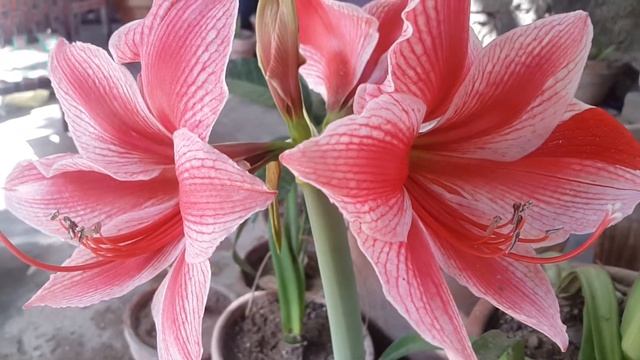 Amaryllis Gervase flowering смотреть онлайн