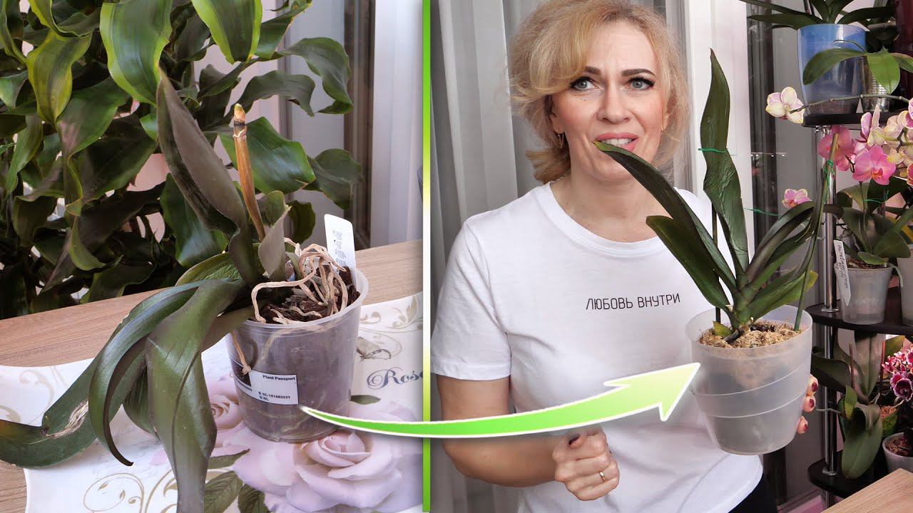 СУПЕЕЕР СПОСОБ! ЭКСТРЕННОЕ ВОССТАНОВЛЕНИЕ. ВЯЛАЯ орхидея спустя ТРИ ДНЯ.