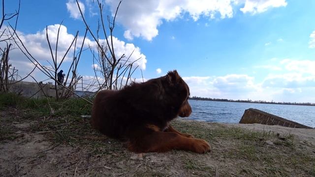 ВЕСЕННЯЯ прогулка НА РЕЧКУ// ДИАНА ловит РЫБУ// ОТЛИЧНО проводим ВРЕМЯ(ВЛОГ)