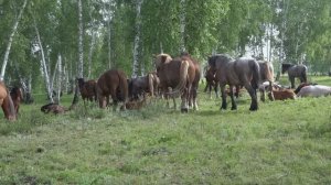 Табун 2023. Жеребцы тяжеловозы. продажа 89049364440