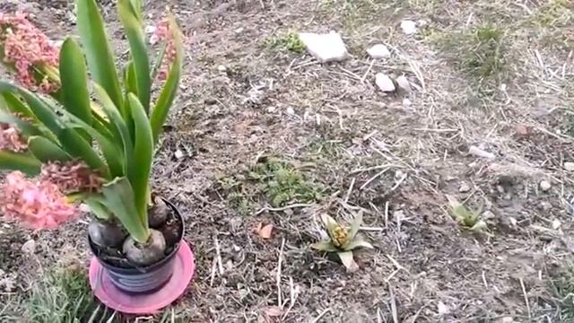 Гиацинт. Что делать с отцветшими гиацинтами в горшках.
