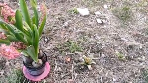 Гиацинт. Что делать с отцветшими гиацинтами в горшках.