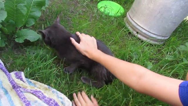 Учим купаться кошку l KILATIV PETS смотреть онлайн