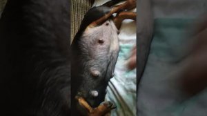 Роды у таксы