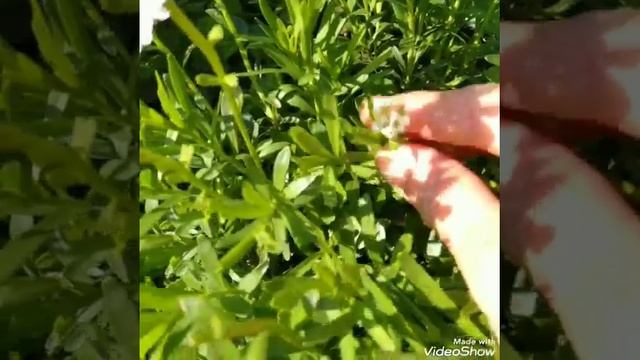 Иберис вечнозелёный смотреть онлайн