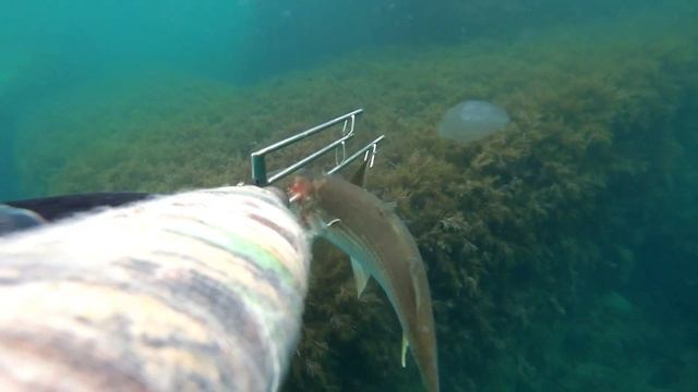 Подводная охота на Черном море. Охота на лобана. смотреть онлайн